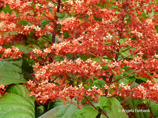 orange flowers