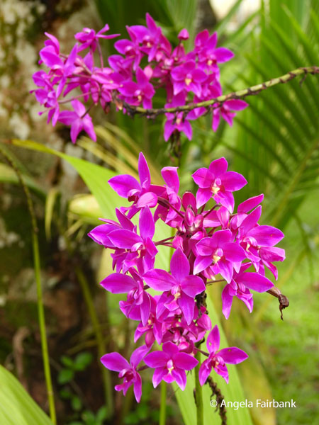 orchids at dance site