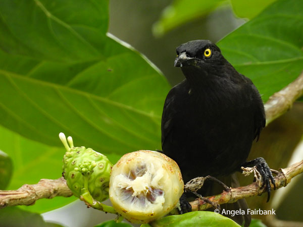 Micronesian startling 1