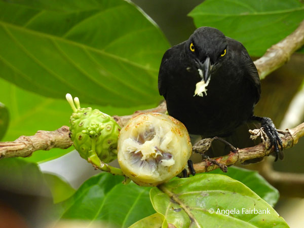 Micronesian starling 2