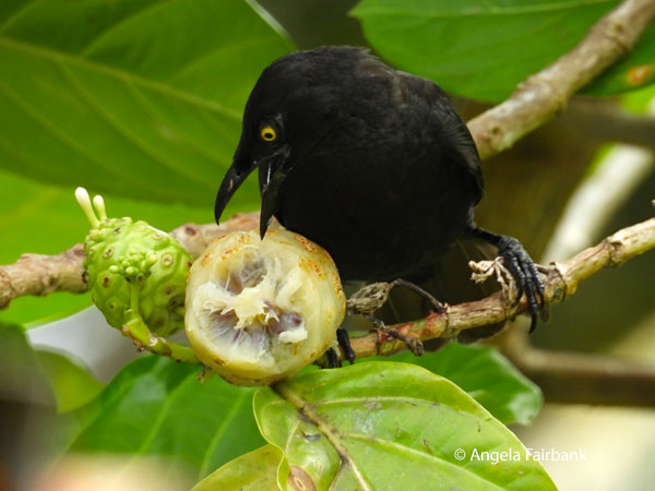 Micronesian startling 3