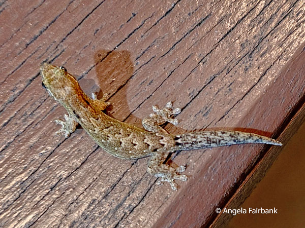 gecko 1