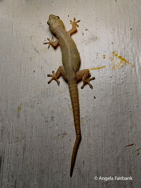 gecko 2