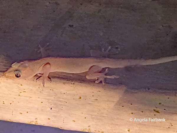gecko 3