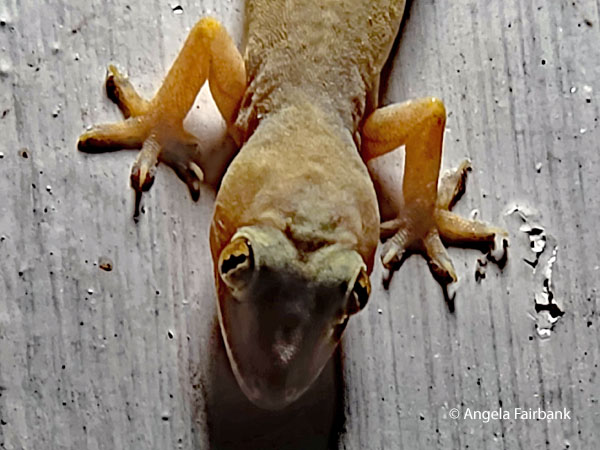 gecko 4