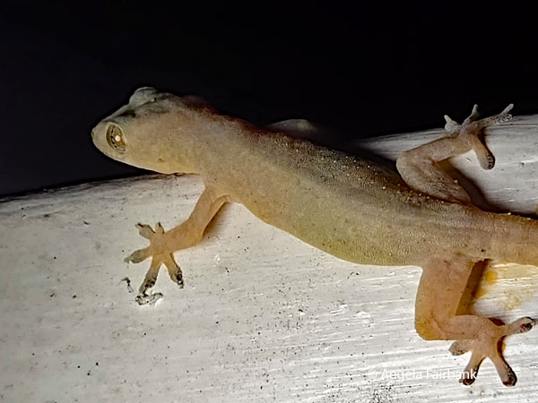 gecko 5