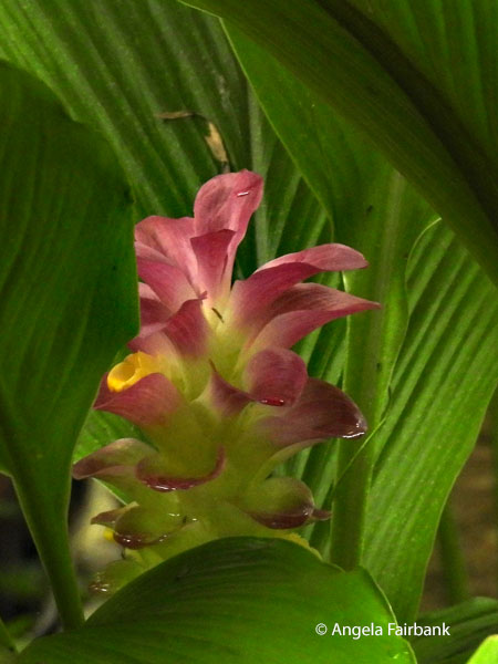 pink flower