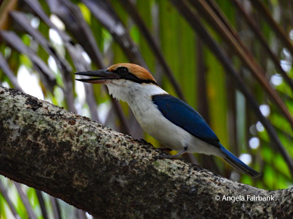 pohnpei kingfisher 1