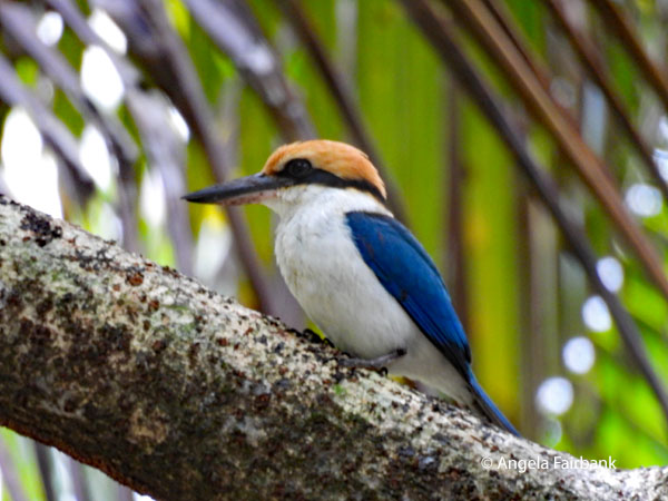 pohnpiei kingfisher 2