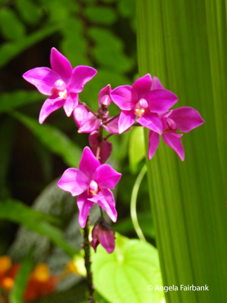 another purple orchid