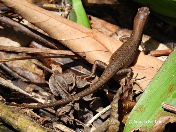 skink near Kepirohi Waterfall