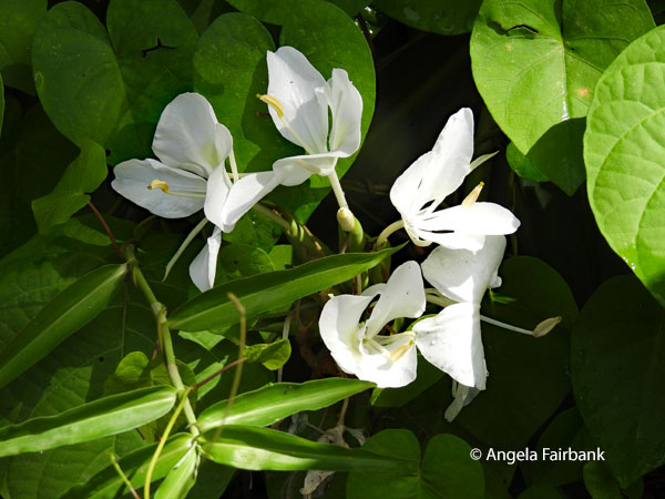 white flowers