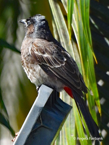 red-vented bulbul (<i>Pycnonotus cafer</i>) 2