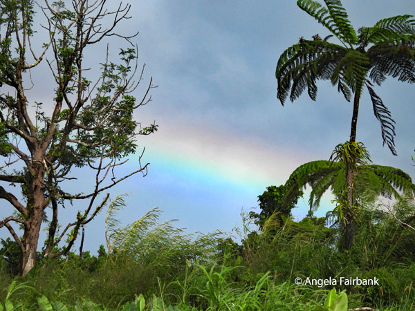 rainbow near falls