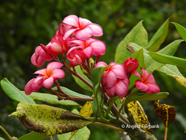 pink frangipani near Lalamanu Beach