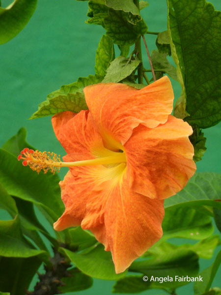 orange hibiscus near Lalamanu Beach