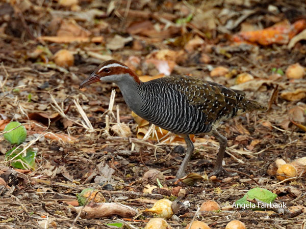 buff-banded rail (<i>Gallirallus philippensis</i>) 2