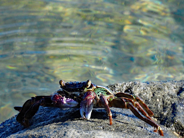 colourful Samoan crab on rocks