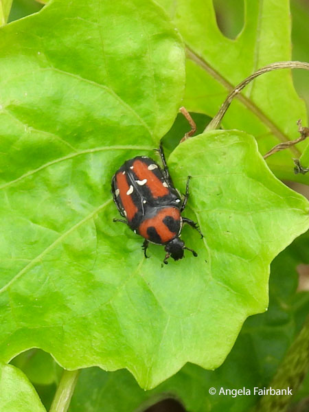 Flower Chafer Beetle (<i>Oxycetonia versicolor</i>) 