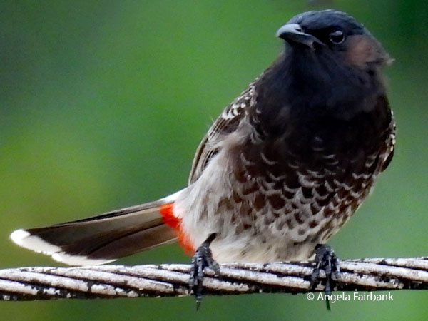 red-vented bulbul (<i>Pycnonotus cafer</i>) 5