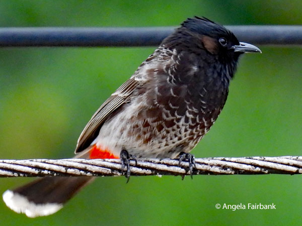 red-vented bulbul (<i>Pycnonotus cafer</i>) 6