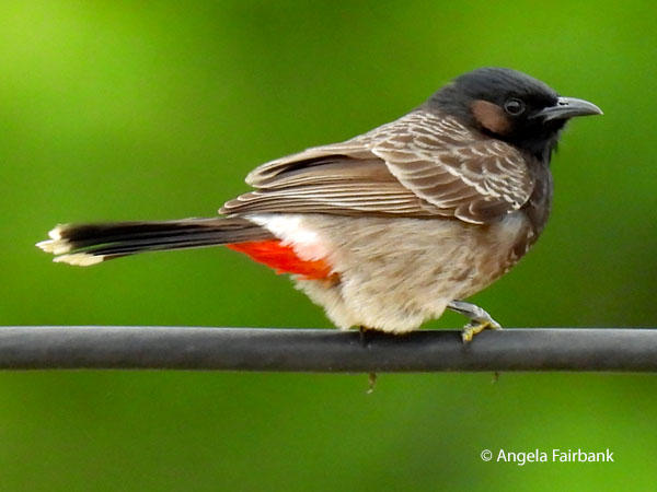 red-vented bulbul (<i>Pycnonotus cafer</i>) 7