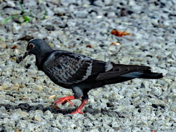 local pigeon
