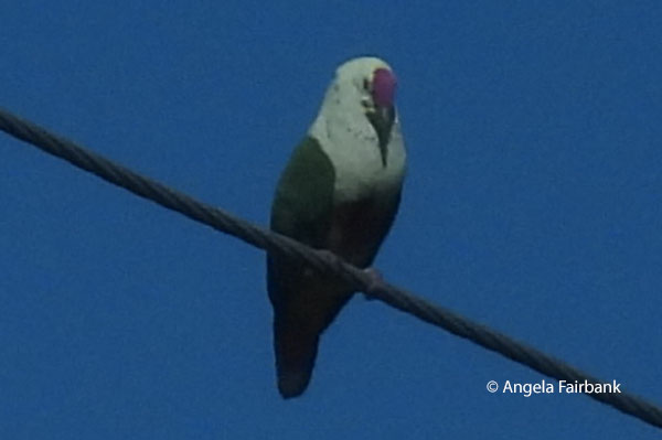 White-headed pigeon or Manutagi