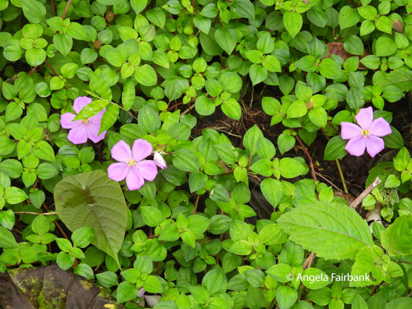 pink flowers by waterfall