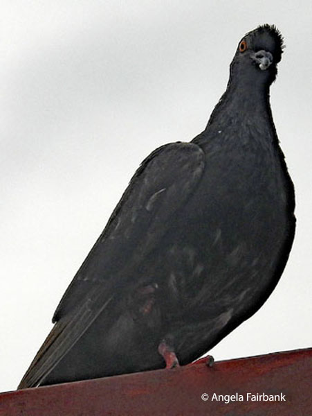 local pigeon 2