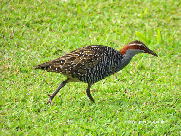 buff-banded rail (<i>Gallirallus philippensis</i>) 1