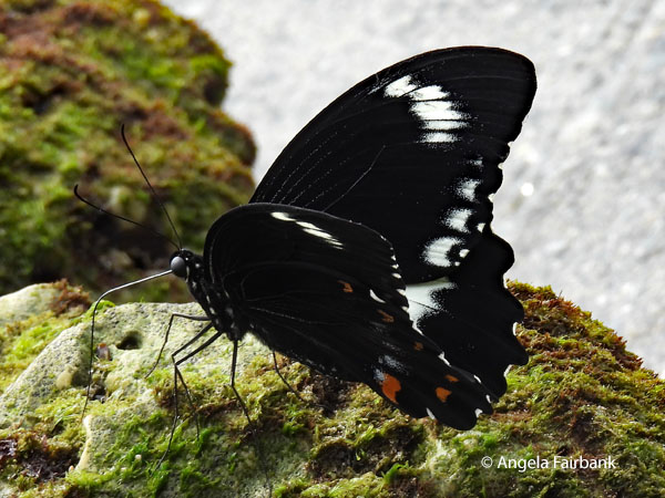 Red-bodied Swallowtail (Pachliopta Polydorus) 2