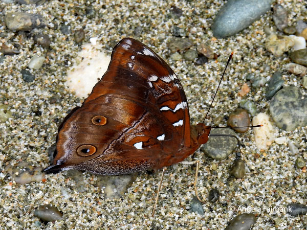 Autumn leaf butterfly (Doleschallia bisaltide)