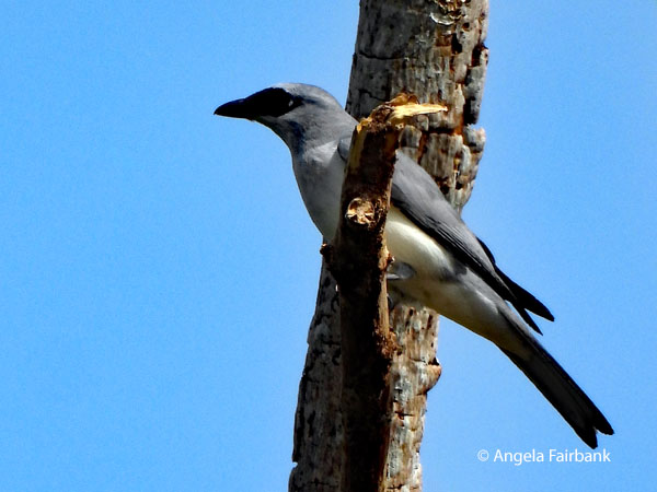 Black-bellied Cicadabird (Edolisoma montanum)