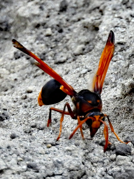 spider wasp