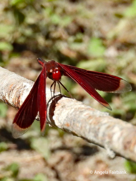 red grasshawk, common parasol or grasshawk dragonfly (Neurothemis fluctuans)