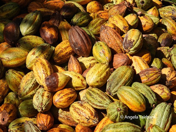 cacao fruit