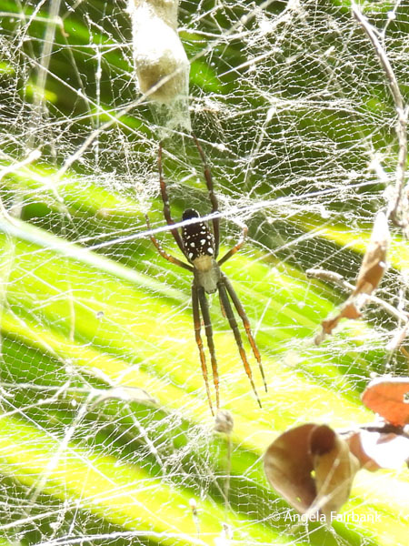 spider at cacao farm