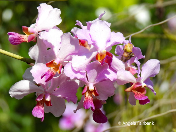 pink orchids