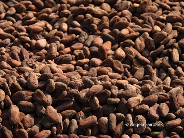 drying cacao beans