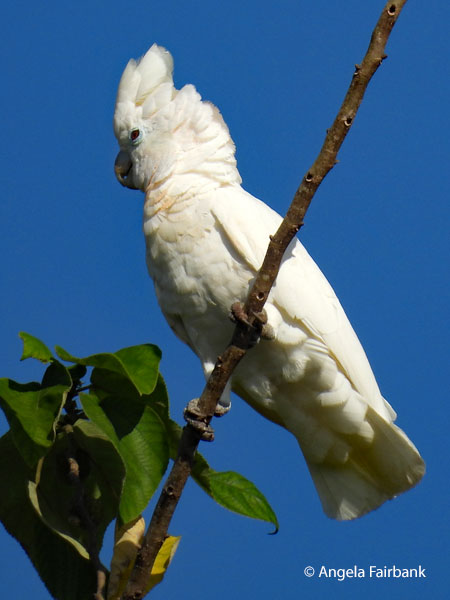 Solomon Islands Cockatoo (<i>Cacatua ducorpsii</i>)