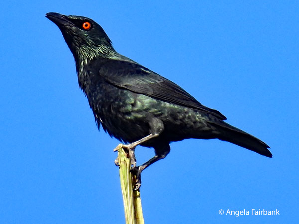 Metallic or Shining Starling (Aplonis metallica)