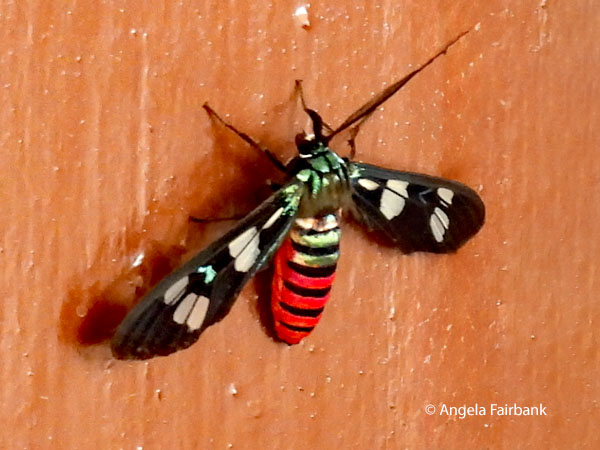 Euchromia creusa moth