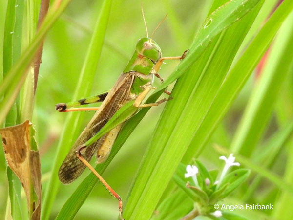 Javanese grasshopper (Valanga nigricornis)