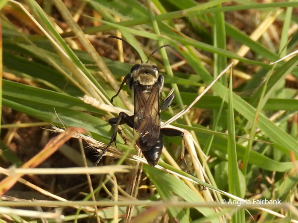 fly in the grasses