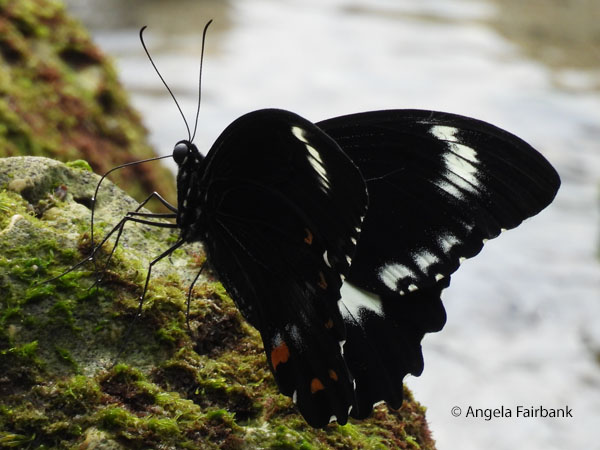 Red-bodied Swallowtail (Pachliopta Polydorus) 1