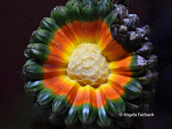 pandanus fruit interior