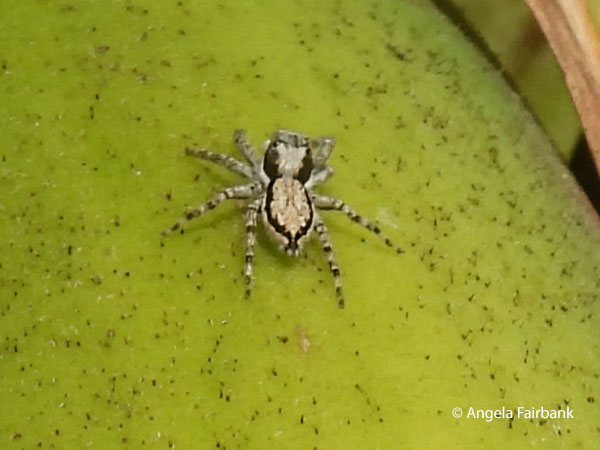 spider on banana tree at james cook landing site