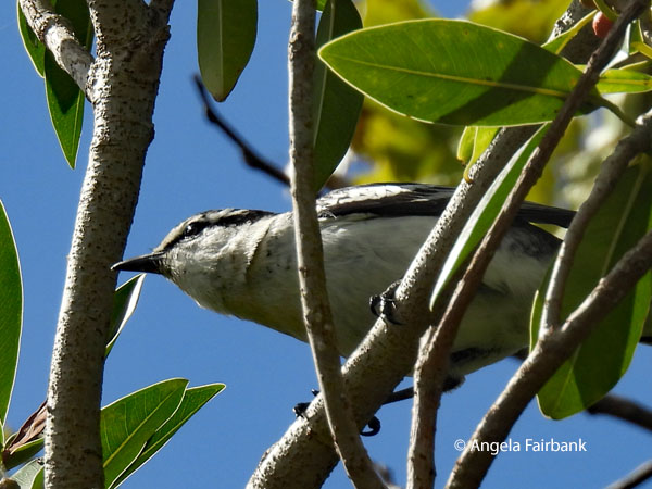 Polynesian triller (Lalage maculosa) 1