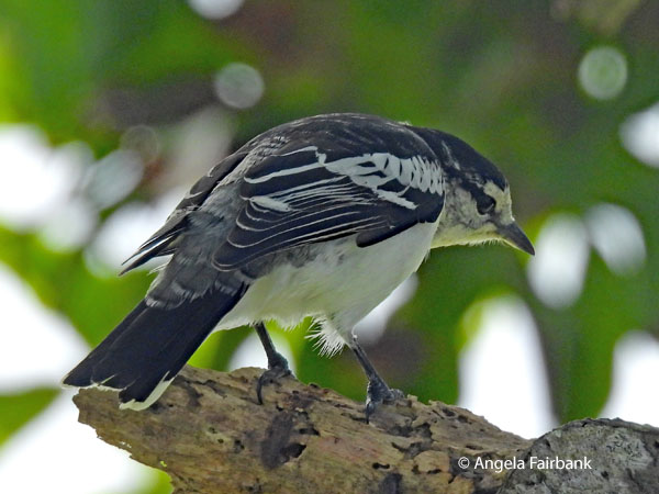 Polynesian triller (Lalage maculosa) 2